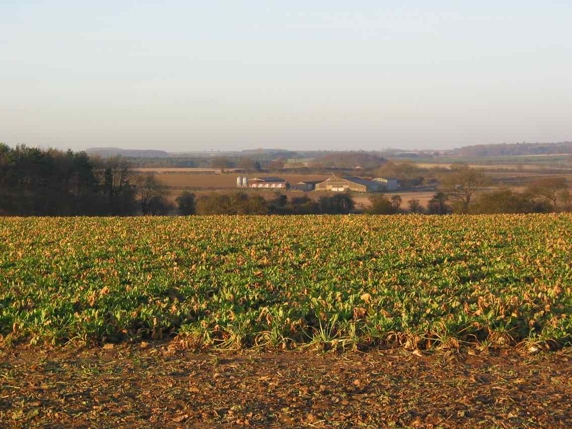 Sugar beet field